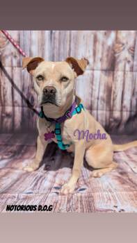 Mixed Breed Dogs Available for Adoption - Mocha | PetCurious