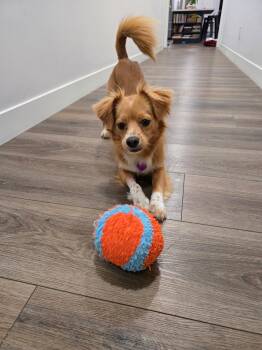 Spaniel and Papillon Dogs Available for Adoption in Covina, California - Odie | PetCurious