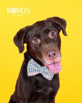 TURKEY -  Labrador Retriever and Mixed Breed Dog for Adoption in West Valley City, Utah - TURKEY | PetCurious