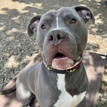 American Bully Dogs Available for Adoption in Buffalo, New York - Ace | PetCurious