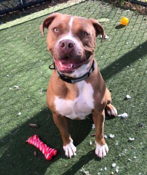 Rescue Pit Bull Terrier and Mixed Breed Dogs for Adoption in Chesapeake, Virginia - Dos | PetCurious