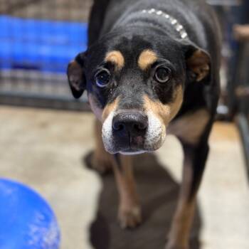 Molly -  Terrier and Mixed Breed Dog for Adoption in Fort Smith, Arkansas - Molly | PetCurious