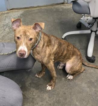 Pit Bull Terrier Dogs Available for Adoption in Evansville, Indiana - Toasty "Stitch" | PetCurious