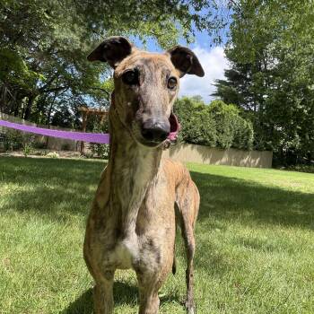 Freya -  Greyhound Dog for Adoption in Swanzey, New Hampshire - Freya | PetCurious