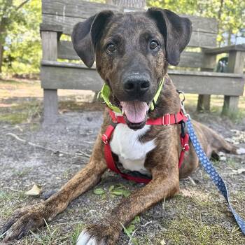 Anchor -  Plott Hound Dog for Adoption in Eatontown, New Jersey - Anchor | PetCurious