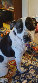 Rescue Pit Bull Terrier Dogs for Adoption in New London, Wisconsin - Nessie | PetCurious