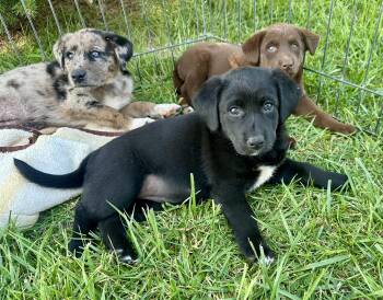 Jersey and his siblings -  Australian Shepherd and Labrador Retriever Dog for Adoption in Armada, Michigan - Jersey And His Siblings | PetCurious