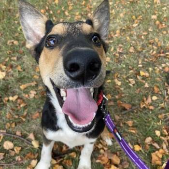 Rescue Mixed Breed Dogs for Adoption in Naperville, Illinois - Rider | PetCurious
