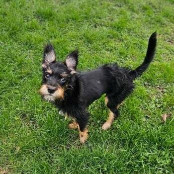 Schnauzer and Mixed Breed Dogs Available for Adoption in Alma, Wisconsin - Waverly | PetCurious