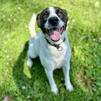 Shawn -  Mixed Breed Dog for Adoption in Warrensburg, Missouri - Shawn | PetCurious
