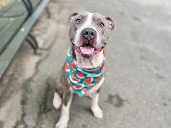 Baby Boy -  Mixed Breed Dog for Adoption in New York, New York - Baby Boy | PetCurious