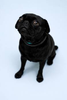 Pug Dogs Available for Adoption in Scottsdale, Arizona - Lucy | PetCurious