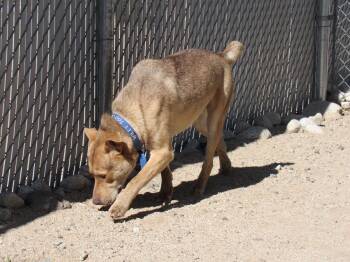 Rescue Shepherd Dogs for Adoption in Yucca Valley, California - Wiley | PetCurious