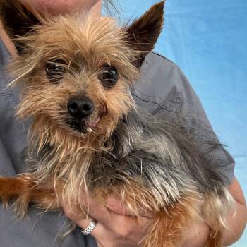 Yorkshire Terrier Dogs Available for Adoption - Luke | PetCurious