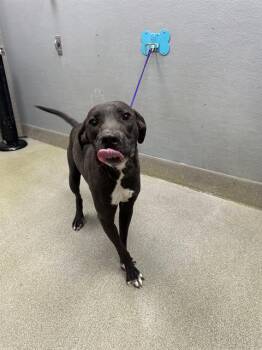 Pit Bull Terrier Dogs Available for Adoption in Las Vegas, Nevada - LOKI | PetCurious