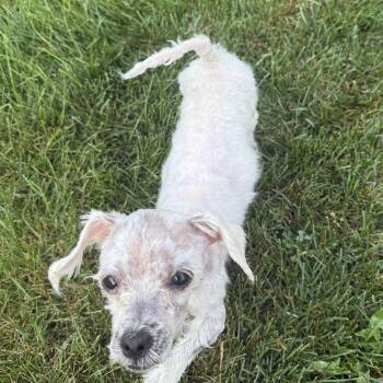 Scout -  Maltese Dog for Adoption in Homewood, Illinois - Scout | PetCurious