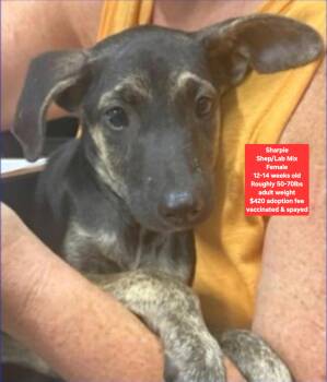 Sharpie -  Shepherd and Labrador Retriever Dog for Adoption in Oviedo, Florida - Sharpie | PetCurious