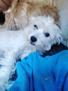 Oophelia -  Morkie Dog for Adoption in Garland, Texas - Oophelia | PetCurious