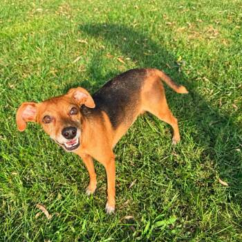 Posie -  Beagle and Terrier Dog for Adoption in La Grange, Kentucky - Posie | PetCurious