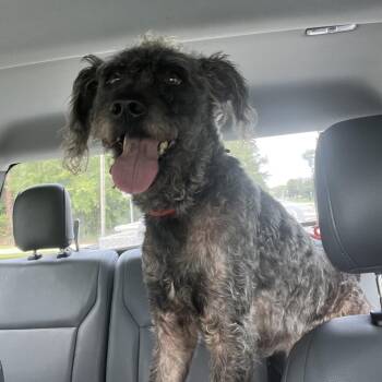 Rico Nasty -  Standard Poodle and Mixed Breed Dog for Adoption in Richmond Hill, Georgia - Rico Nasty | PetCurious
