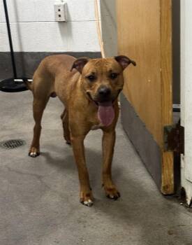 RUSS -  Pit Bull Terrier Dog for Adoption - RUSS | PetCurious