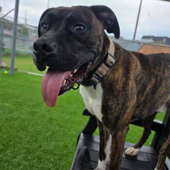 Woofgang Puck -  Boxer and Pit Bull Terrier Dog for Adoption in Binghamton, New York - Woofgang Puck | PetCurious