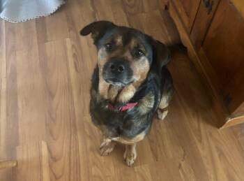 Rescue Shepherd Dogs for Adoption in Westminster, Maryland - Mariska | PetCurious