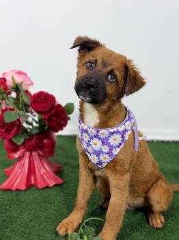 Australian Shepherd and Border Terrier Dogs Available for Adoption in Carlsbad, California - Cappuccino-One Of Our Amazing Rescue Dogs | PetCurious