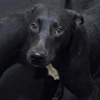 Dot -  Black Labrador Retriever and Mixed Breed Dog for Adoption in Madisonville, Kentucky - Dot | PetCurious