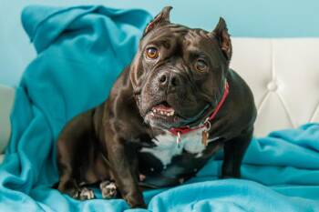Staffordshire Bull Terrier Dogs Available for Adoption in Minneapolis, Minnesota - Bug | PetCurious