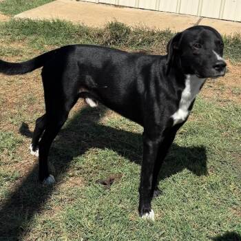 Chidley -  Border Collie and Labrador Retriever Dog for Adoption in Hackett, Arkansas - Chidley | PetCurious