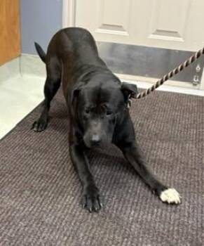 Louie -  Black Labrador Retriever and Pit Bull Terrier Dog for Adoption in Maryville, Tennessee - Louie | PetCurious