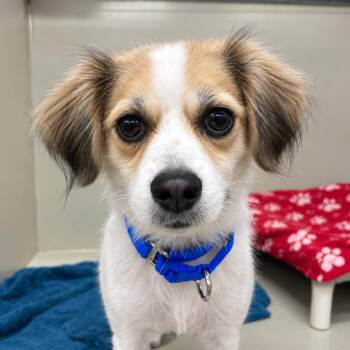 Sly -  Chihuahua Dog for Adoption in Las Vegas, Nevada - Sly | PetCurious