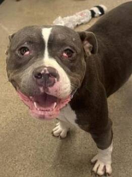 Sue Bob -  Pit Bull Terrier Dog for Adoption in Cleveland, Ohio - Sue Bob | PetCurious