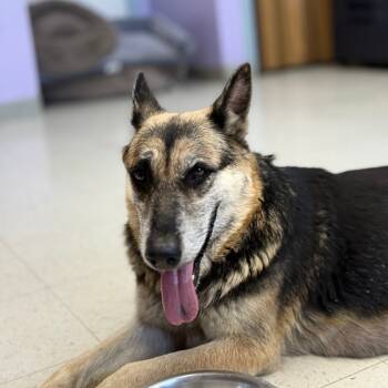 Rescue German Shepherd Dog Dogs for Adoption in Fresno, California - Priscilla | PetCurious