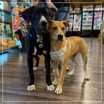 Orange Juice (OJ) -  Mixed Breed and Black Mouth Cur Dog for Adoption in Little Rock, Arkansas - Orange Juice (OJ) | PetCurious