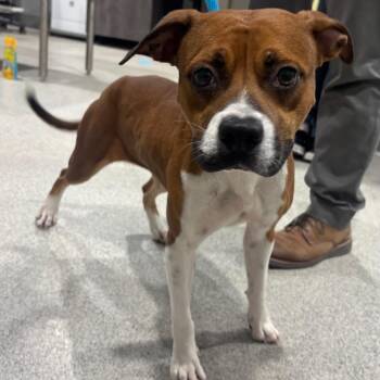 Izzy -  Boxer and Mixed Breed Dog for Adoption in Tampa, Florida - Izzy | PetCurious