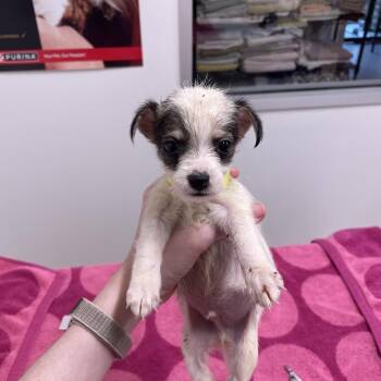 Pickled Garlic -  Chihuahua Dog for Adoption in Austin, Texas - Pickled Garlic | PetCurious