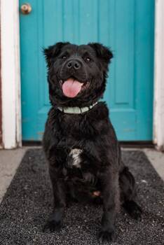 Chow Chow Dogs Available for Adoption - 199-26 Ellie | PetCurious