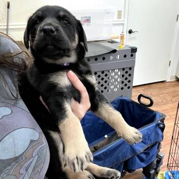 Shepherd Dogs Available for Adoption in Fayetteville, Arkansas - Violet | PetCurious