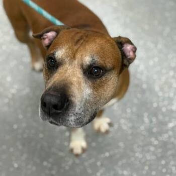 Boxer and Pit Bull Terrier Dogs Available for Adoption - Tyson | PetCurious