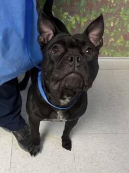 Fox Terrier and Mixed Breed Dogs Available for Adoption in San Antonio, Texas - Frenchy | PetCurious