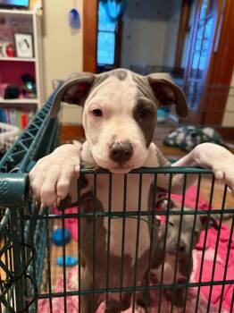 Flo -  Pit Bull Terrier Dog for Adoption in Cedar Rapids, Iowa - Flo | PetCurious