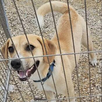 Rescue Labrador Retriever Dogs for Adoption in Niagara Falls, Ontario - Milo (20250816-04) | PetCurious