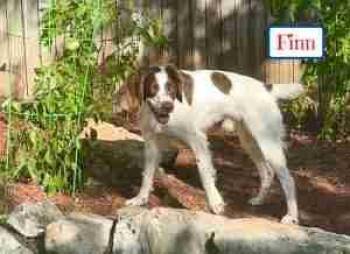 Finn -  Brittany Spaniel Dog for Adoption in Fort Worth, Texas - Finn | PetCurious