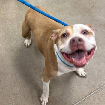 Hashbrown -  Mixed Breed and Pit Bull Terrier Dog for Adoption in York, Pennsylvania - Hashbrown | PetCurious