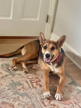 KENZI -  Mixed Breed Dog for Adoption in Charlotte, North Carolina - KENZI | PetCurious