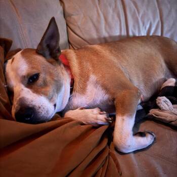 Dolly Parton -  Australian Cattle Dog Blue Heeler Dog for Adoption in Minneapolis, Minnesota - Dolly Parton | PetCurious