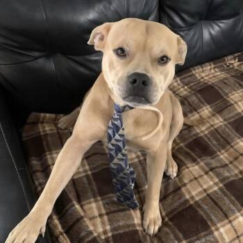 American Staffordshire Terrier Dogs Available for Adoption - Boss | PetCurious