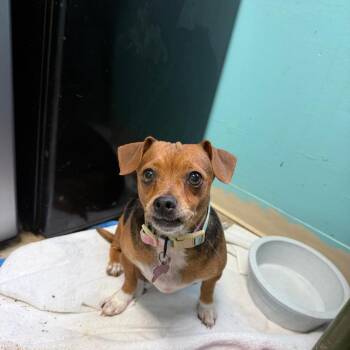 Chihuahua and Mixed Breed Dogs Available for Adoption in Boerne, Texas - Becca | PetCurious